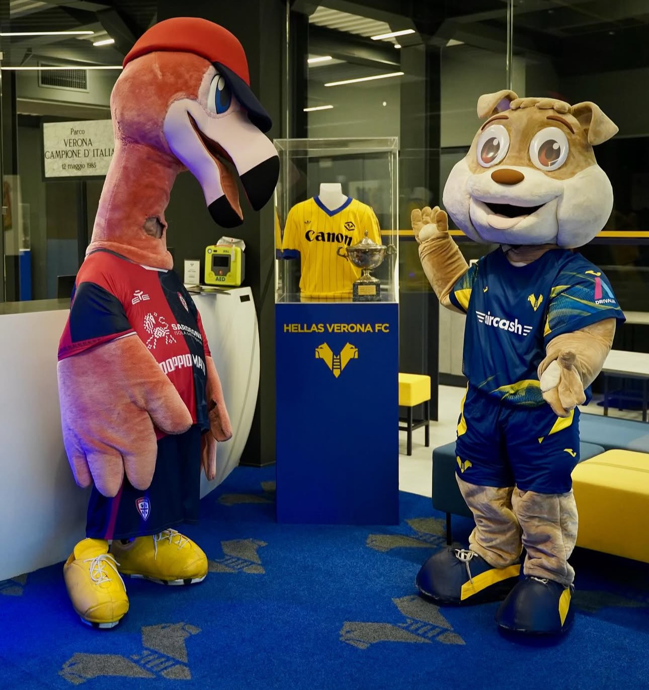 Mastino accoglie Pully a Verona